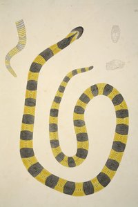 Bungarum Pamah, de una Cuenta de Serpientes Indias Recogidas en la Costa de Coromandel, pub. 1796 de William Skelton